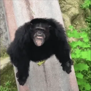 ⛔️ НЕ ЖМИ 👉🏻 @St1ck_hub whatsapp stickers