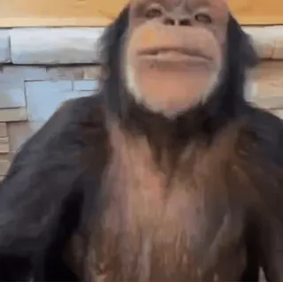 🌟 7f6c0aaa khỉ, động vật, vượn, vui nhộn, linh trưởng, động vật hoang dã telegram sticker