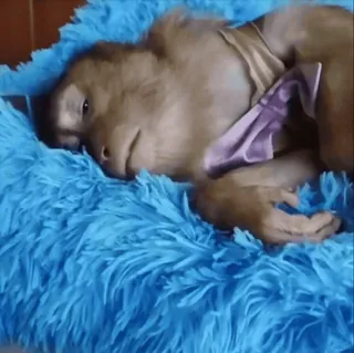 🛏️ 9a38fb57 khỉ, động vật, thú cưng, ngủ, giường, dễ thương telegram sticker