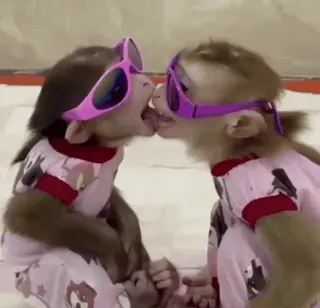 🌟 be1b19c7 khỉ, động vật, kính râm, màu hồng, đồ ngủ telegram sticker