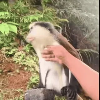🥸 cced0f83 khỉ, động vật, thú cưng, động vật hoang dã, dễ thương, thiên nhiên telegram sticker