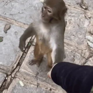 🌟 d04195ee khỉ, động vật, thiên nhiên, động vật có vú, động vật hoang dã telegram sticker