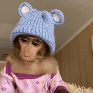 🌟 dd8a08ad khỉ, động vật, mũ, dễ thương, động vật có vú, linh trưởng telegram sticker