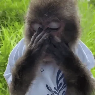 🫣 f1558c83 khỉ, vượn người, linh trưởng, động vật, dễ thương, meme, hài hước telegram sticker