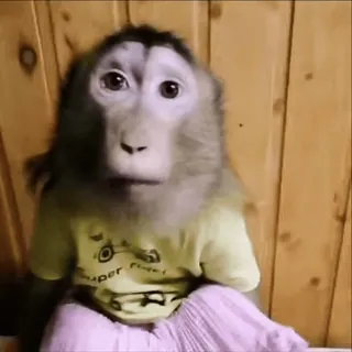🤷‍♀️ f5add47a khỉ, động vật, linh trưởng, dễ thương, hài hước, áo thun, quần áo telegram sticker