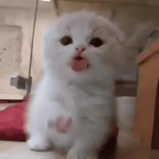 😋 10014f84 새끼 고양이, 고양이, 귀여운, 동물, 애완 동물 whatsapp sticker