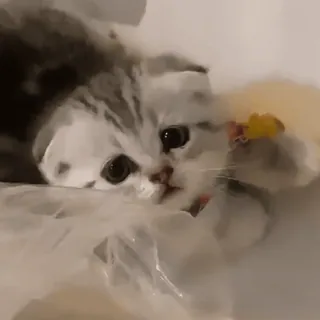 💘 1c2d6319 새끼 고양이, 고양이, 동물, 귀여운, 애완, 애완동물 whatsapp sticker