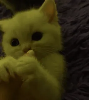 🎀 30777b58 고양이, 새끼 고양이, 귀여운, 동물, 애완 동물, 흰 고양이 whatsapp sticker