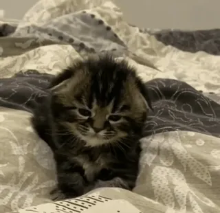 😔 3aa1f4f3 새끼 고양이, 고양이, 애완 동물, 동물, 귀여운, 고양이과 whatsapp sticker