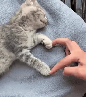 💗 4428ab99 고양이, 새끼 고양이, 자는, 하트, 사랑, 동물, 귀여운 whatsapp sticker