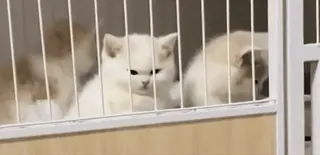 😡 46247c31 새끼 고양이, 고양이, 흰 고양이, 화난 고양이, 애완 동물, 귀여운 whatsapp sticker