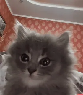 😳 5217c4ff 고양이, 새끼 고양이, 회색, 폭신한, 애완 동물 whatsapp sticker