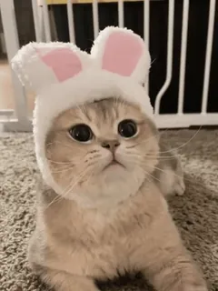 🐰 594bdb35 고양이, 애완동물, 새끼 고양이, 토끼, 모자, 귀여운, 동물 whatsapp sticker