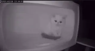 😔 65135f53 고양이, 새끼고양이, 상자, 하얀색, 귀여운, 동물 whatsapp sticker