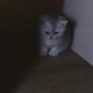 😔 875f2cb2 고양이, 새끼 고양이, 슬픈, 회색, 동물, 애완 동물 whatsapp sticker