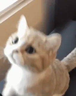 🎀 985fe65b 고양이, 새끼 고양이, 애완 동물, 동물, 귀여운 whatsapp sticker