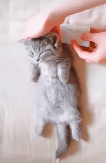 🎀 b101f5f6 새끼 고양이, 고양이, 귀여운, 애완 동물, 동물, 자는 whatsapp sticker