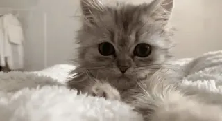 😳 d9d65b6c 고양이, 새끼 고양이, 귀여운, 애완 동물, 동물, 푹신한 whatsapp sticker