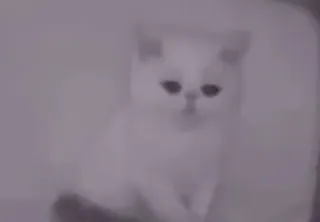 😔 da346f9c 고양이, 동물, 귀여운, 하얀 whatsapp sticker