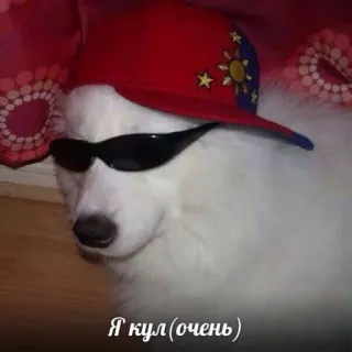 🍄 384480e0 Я кул(очень) anjing, kacamata hitam, topi, keren, teks Rusia telegram sticker