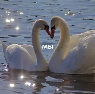 🍄 bb805eeb мы angsa, burung, cinta, hati, air, kami, rusia, hewan telegram sticker