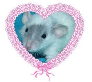 🍄 f3347c91 tikus, hati, hewan, hewan peliharaan, imut, binatang pengerat, merah muda telegram sticker