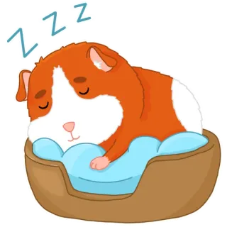 😴 d3519f1f ZZZ chuột lang, ngủ, thú cưng, động vật, dễ thương, zzz, giường telegram sticker