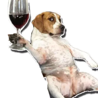 🍷 20e30de8 chien, vin, alcool, drôle, mème, fête whatsapp sticker