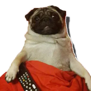 📺 65f096f2 carlin, chien, télécommande, télévision, animal de compagnie whatsapp sticker