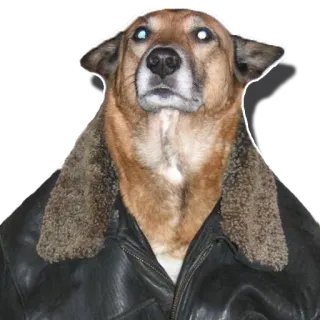 👮‍♀️ 6c2a6be5 chien, blouson cuir, animal, autocollant whatsapp sticker