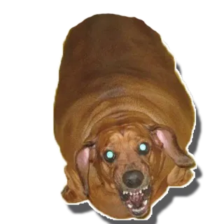 👹 b4cdf0ce chien, en colère, animal, animal de compagnie, effrayant, drôle whatsapp sticker