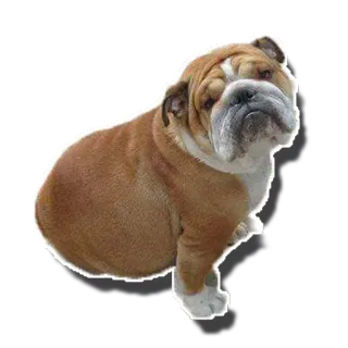 😐 fdcf1772 chien, bouledogue, animal, animal de compagnie, mignon, domestique, rides whatsapp sticker