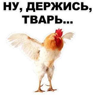 😈 3451f492 НУ, ДЕРЖИСЬ, ТВАРЬ... Huhn, Tier, Hahn, Beleidigend, Russisch, Abwertend, Vogel telegram sticker
