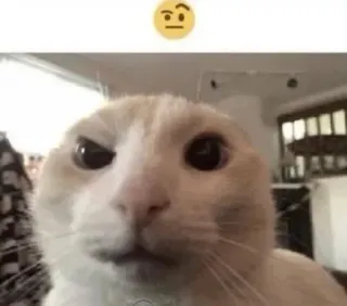 🧐 451debe1 Katze, Meme, verwirrt, Haustier, Tier, Frage, denkend telegram sticker