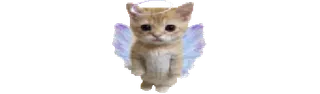 🐈 04576865 gato, gatinho, anjo, asas, fofo, animal telegram sticker