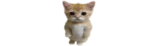 🐈 2c34821b gato, gatinho, animal, fofo, animal de estimação telegram sticker