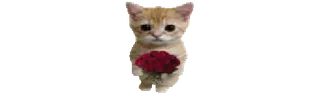 🐈 f691721d gato, gatinho, flores, rosas, fofo, animal telegram sticker