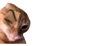 🤨 04e793f3 고양이, 밈, 웃긴, 애완동물, 동물 telegram sticker