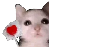 😍 0747f755 고양이, 하트, 사랑, 새끼 고양이, 귀여운 telegram sticker