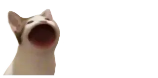 🙃 08a4e575 고양이, 밈, 입 벌린, 동물, 웃긴 telegram sticker