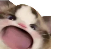 😍 24f36a68 고양이, 밈, 소리 지르는 고양이, 웃긴, 동물 telegram sticker