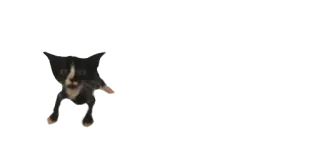 😟 29ad0215 고양이, 흑백, 동물, 애완동물, 밈, 웃긴 telegram sticker