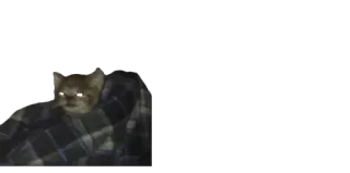 😠 2a3196b3 고양이, 밈, 담요, 웃긴 telegram sticker