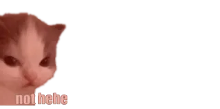 😡 2aea28ed not hehe 고양이, 밈, 웃긴, 동물 telegram sticker