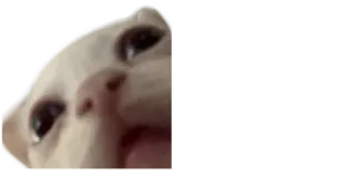 😦 2c97807d 고양이, 웃긴, 밈, 동물, 애완동물, 귀여운 telegram sticker