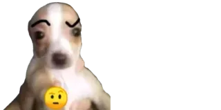 🤨 6aa2004b 개, 당황, 웃긴, 밈, 애완동물 telegram sticker