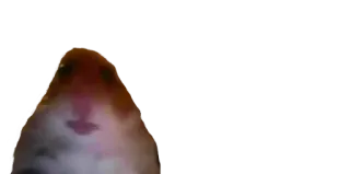 😶 6e04744e 햄스터, 애완동물, 설치류, 동물 telegram sticker