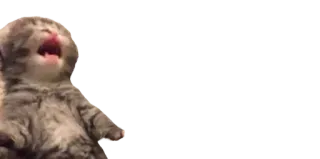 😫 812d12eb 고양이, 새끼 고양이, 울음, 동물, 애완 동물, 야옹 telegram sticker