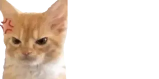 😠 857f1a6f 고양이, 화난, 짜증, 애완 동물, 고양이과 telegram sticker