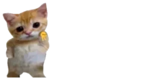 ✌️ 99783e3b 고양이, 가운데 손가락, 불쾌한, 밈, 이모티콘 telegram sticker